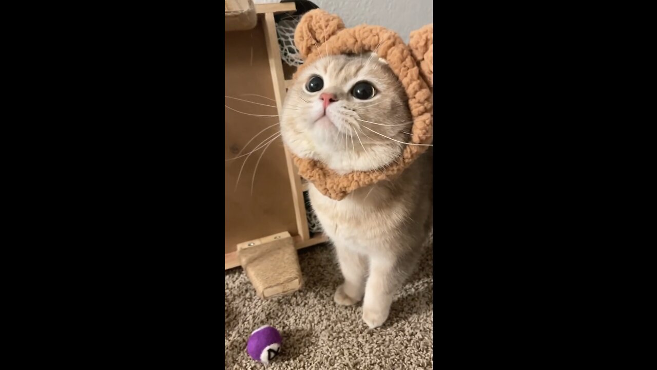 Cute cat wearing bear clothes