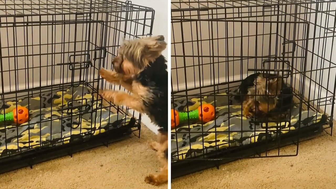 Yorkie opens kennel door after getting in trouble