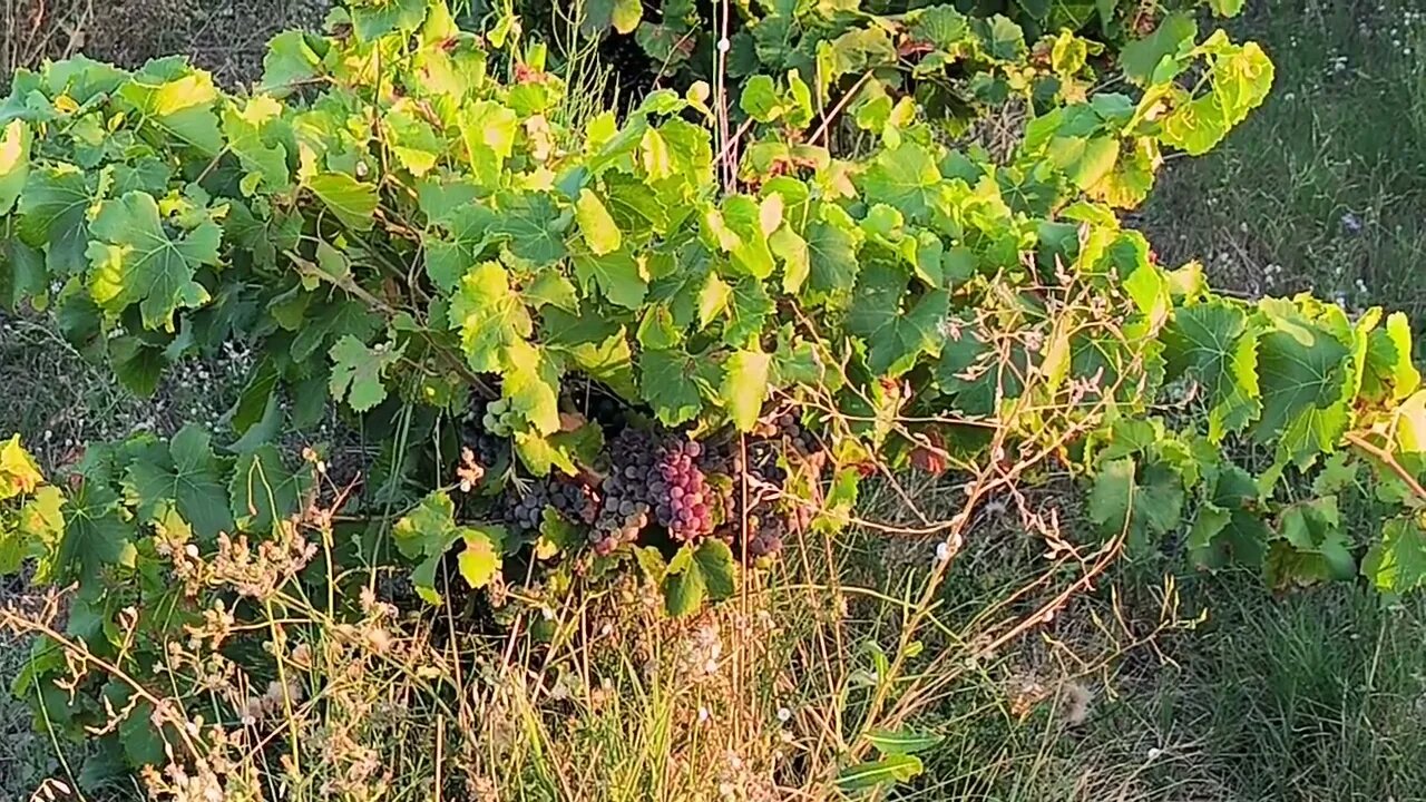 La Vigne du Seigneur 🍇🍷