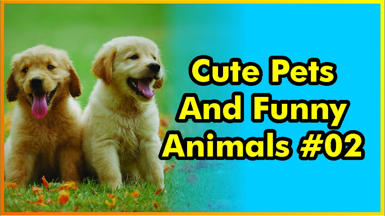 Cute Pets And Funny Animals Compilation #02 | 2021