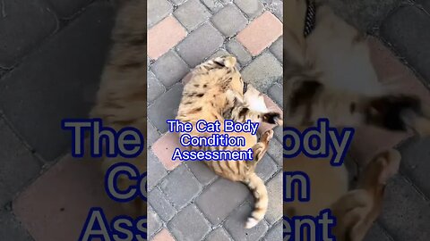 The Cat Body Condition Assessment #cats #shorts