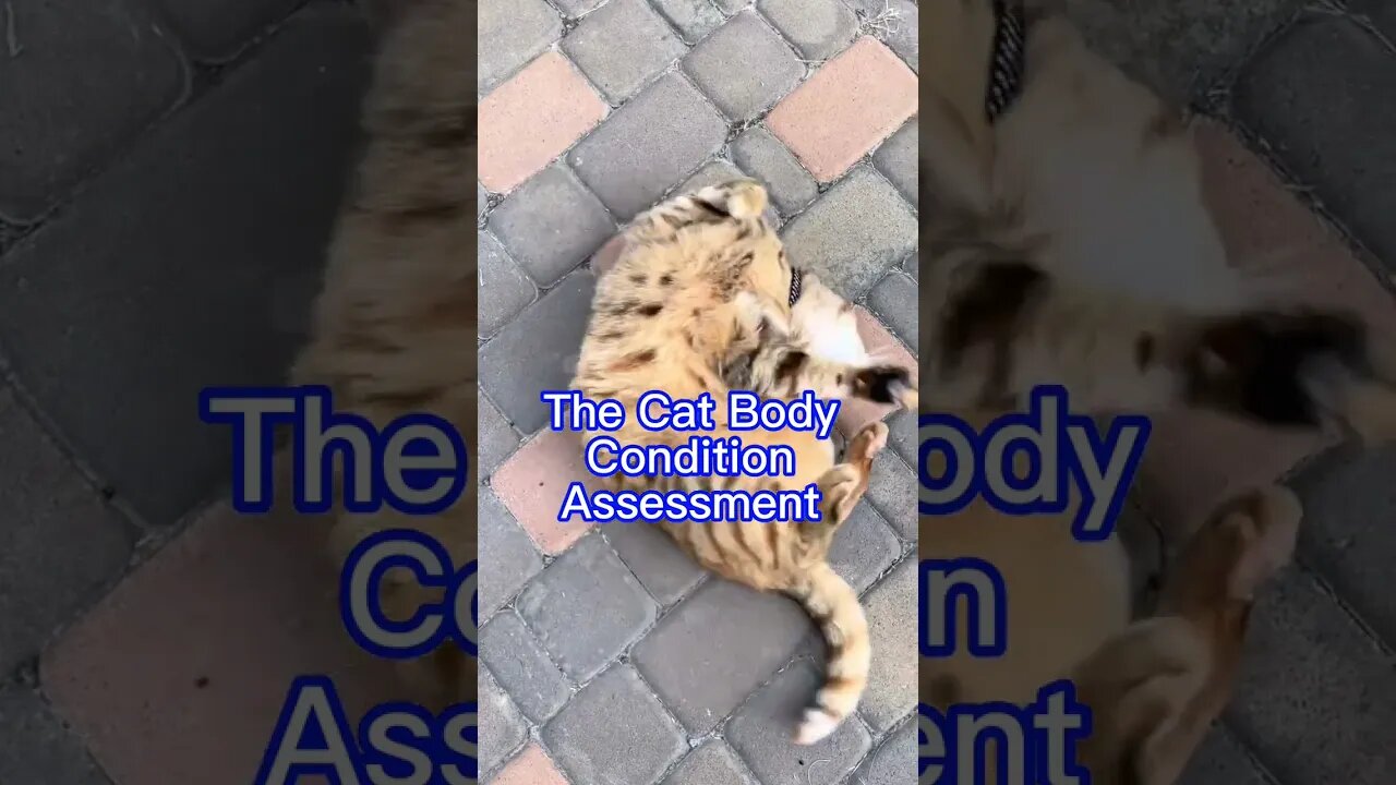 The Cat Body Condition Assessment #cats #shorts