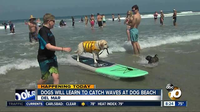 Dogs will learn to catch waves at dog beach