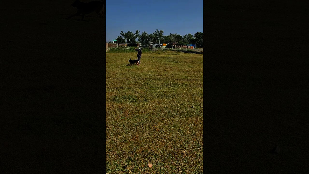 GERMAN SHEPHERD PLAYING