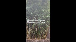 Fast Growing Privacy Plants