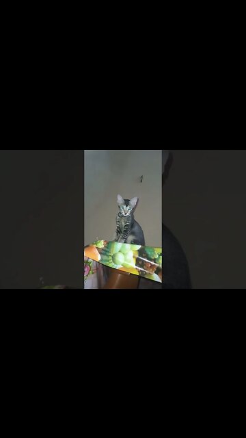 Cat the watcher. #catlover