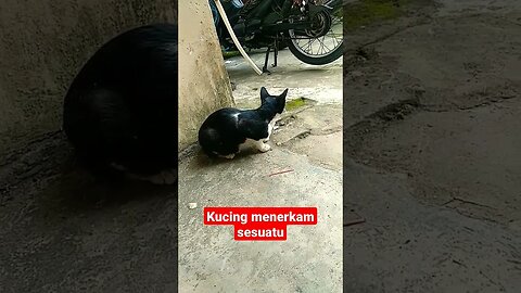 Kepandaian Sikucing tidak terelakkan