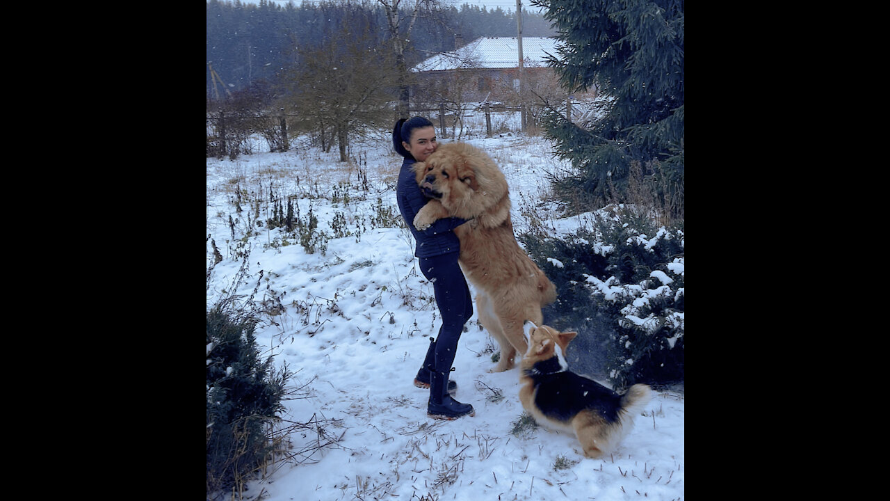 Free hugs Tibetan mastiff ❤️