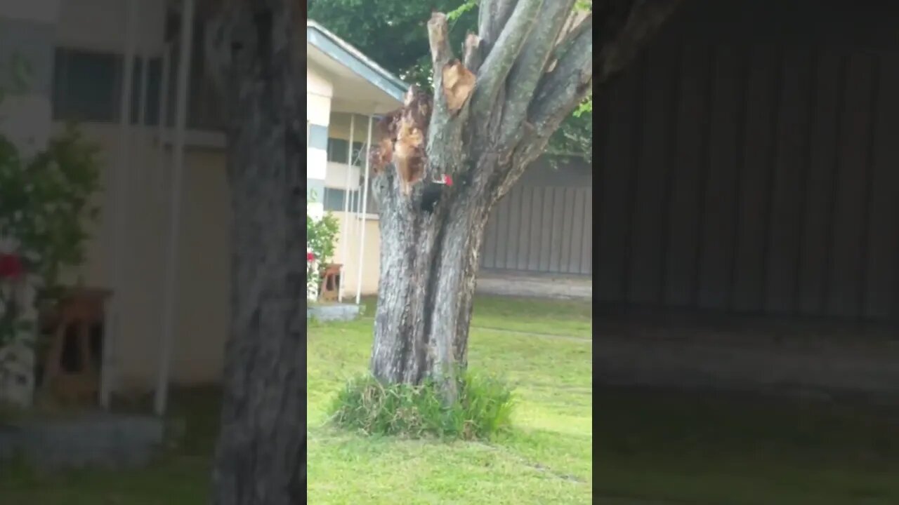 Big Pecker!! #shorts #woody #nature #outside #woodpecker