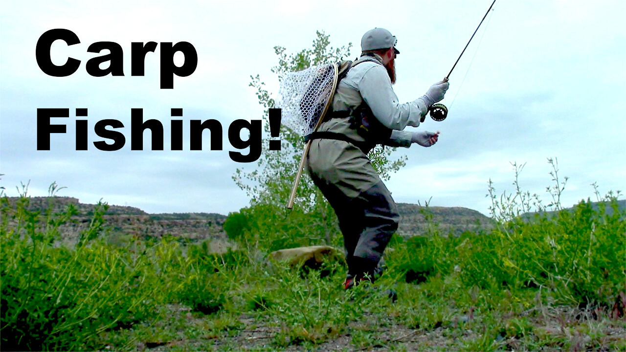 Carp Fishing Again! - McFly Episode 19