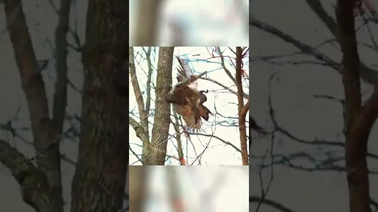 # goshawk # squirrel # Whimsical vision # Falcon # Captured squirrel moments