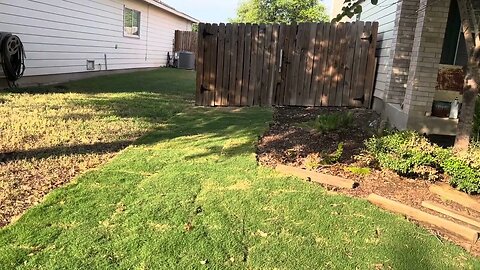 Rolling Sod & Progress of my Tahoma 31 Bermuda Grass #viral #sod #grass #tools #renovation #home