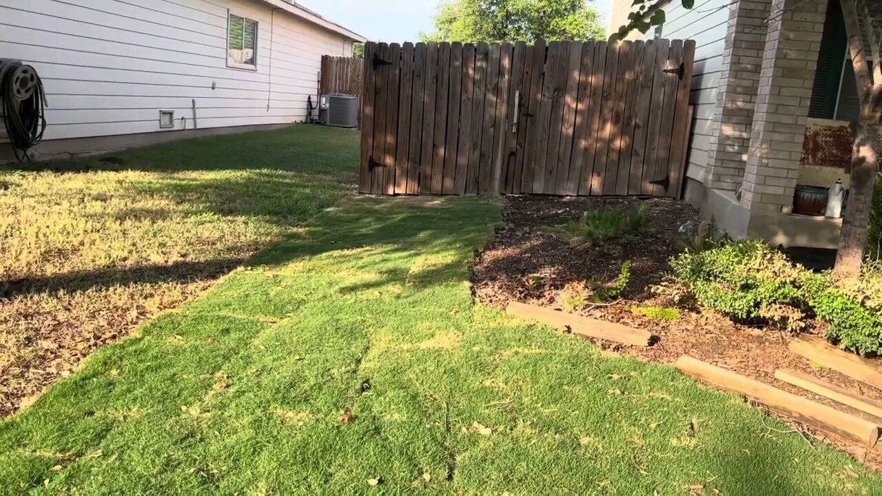 Rolling Sod & Progress of my Tahoma 31 Bermuda Grass #viral #sod #grass #tools #renovation #home