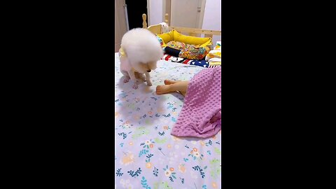 daycare dog