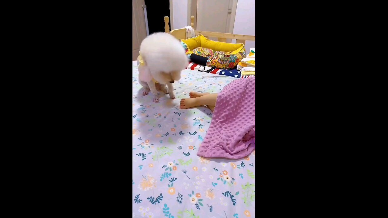 daycare dog