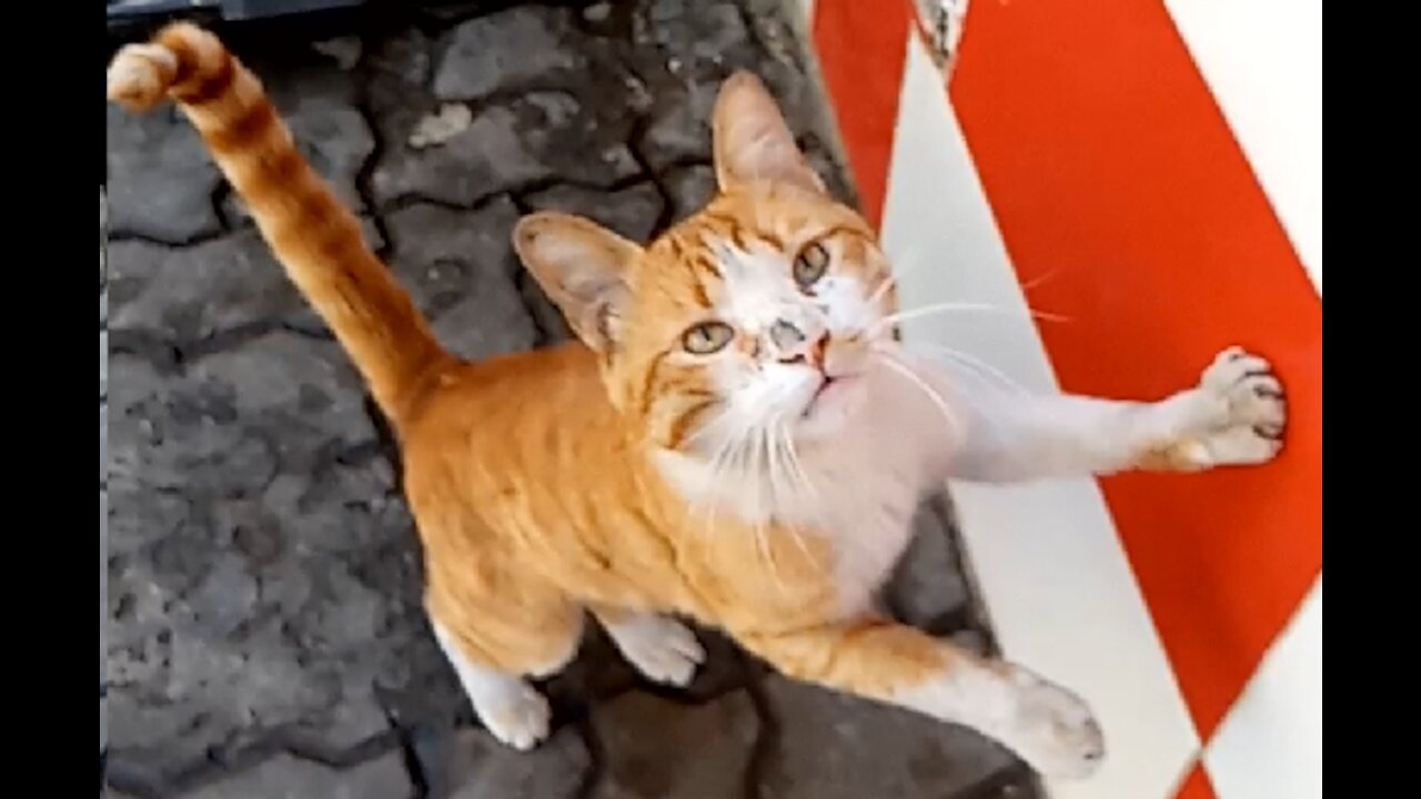 A cat remarkably shocked by a meat eater fights with funny ferocity