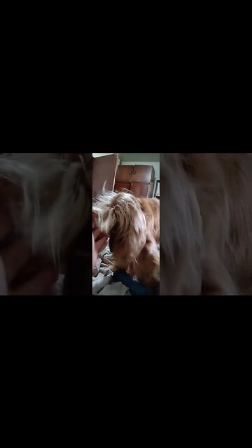 #dogshow , #animals , #dogs , #shorts