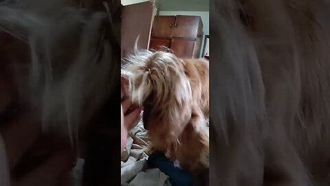 #dogshow , #animals , #dogs , #shorts