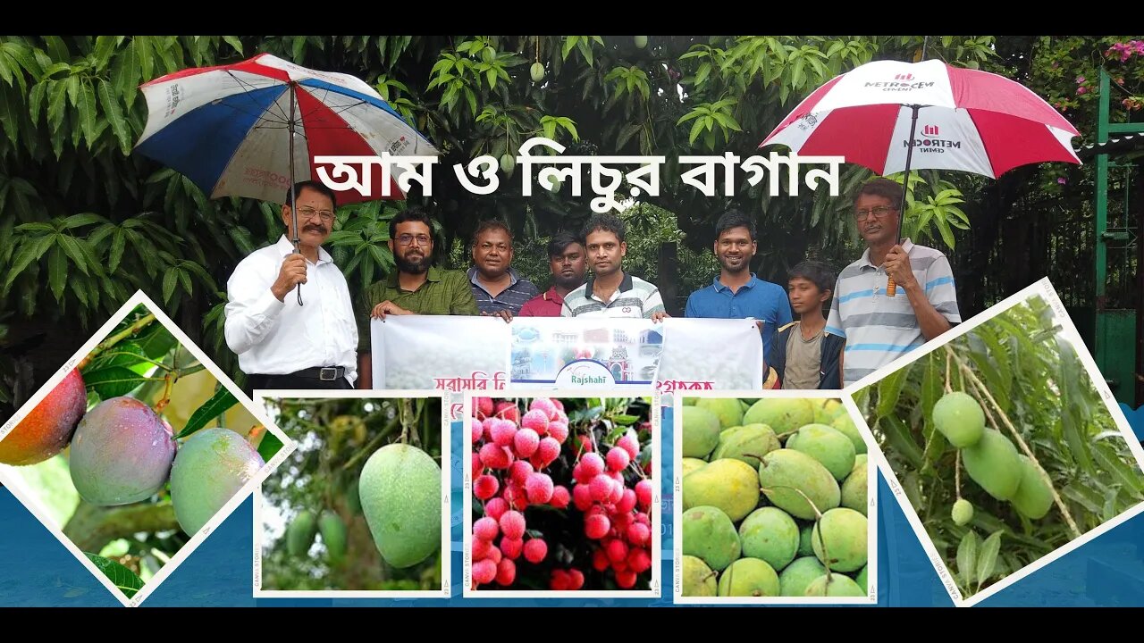 রাজশাহীর বিখ্যাত বড় আম ও লিচুর বাগান | ২০০ বিঘা জমিতে আম ও লিচুর বাগান