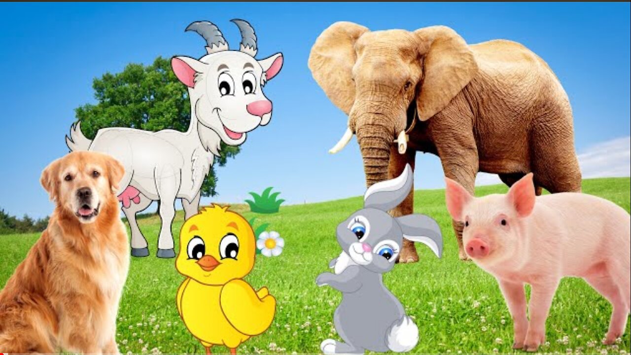 Cute little animals - Elephant, dog, duck, goat, rabbit - Animal moments