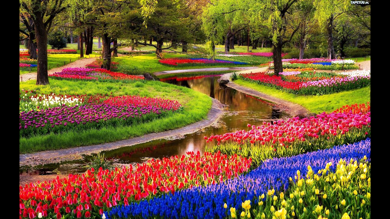 KEUKENHOF le plus beau parc floral d'Europe
