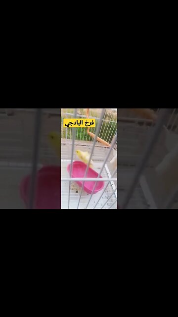 فرخ طائر البادجي هوكو رينبو كيوت روعة