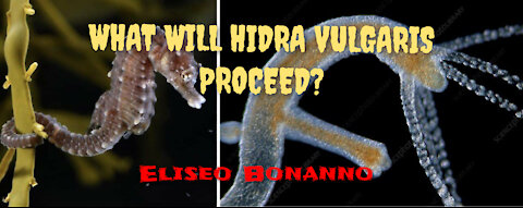 THE GREATEST HORROR AND THE GREATEST GENOCIDE EVER TO TAKE PLACE ON EARTH. HYDRA VULGARIS