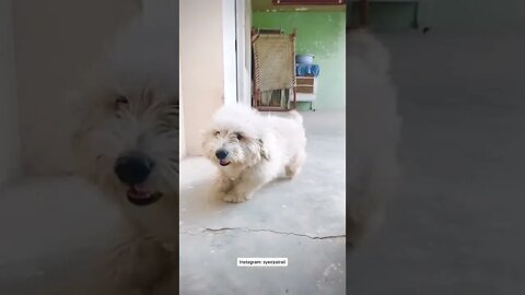 WHY.ARE.YOU.SO.CUTE??? #Puppy #Dogs #Shorts #Puppyvideo #Shortvideo #dog #doglover #cutedog #puppylo