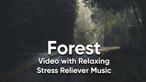 Forest | Video with relaxing stress reliever music