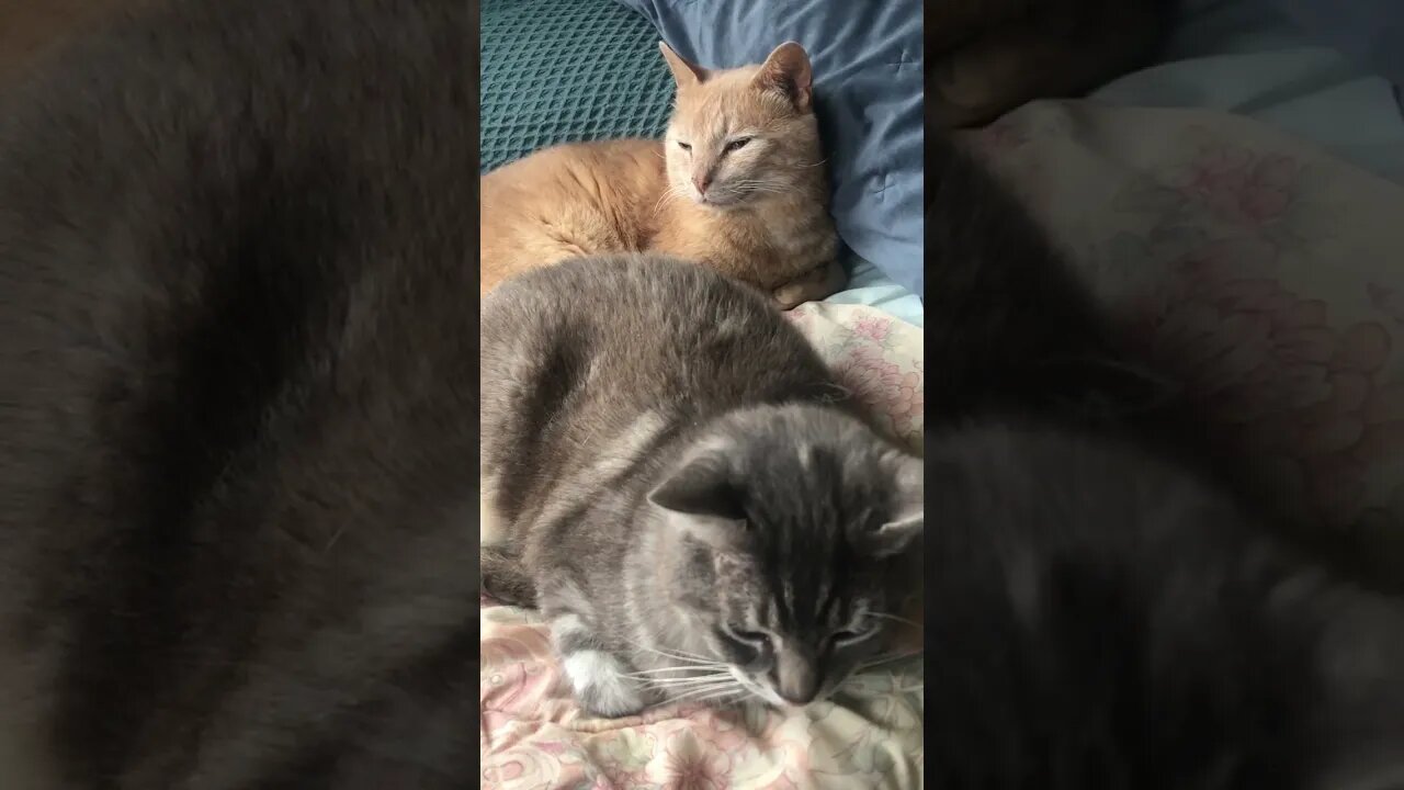 Cats watching the dog doesn’t get on bed