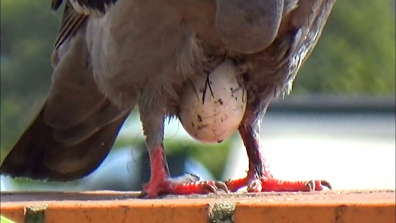 Pigeon With A Sticky Problem