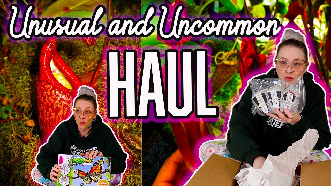 Uncommon Houseplant Unboxing from Ecuagenera & Red Leaf Exotics