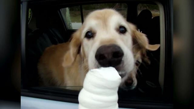 "Golden Retrievers Learn Sharing Is Caring"