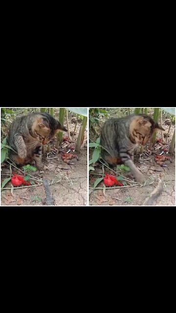 Biawak Pun Tak Tabok Sama Kucing