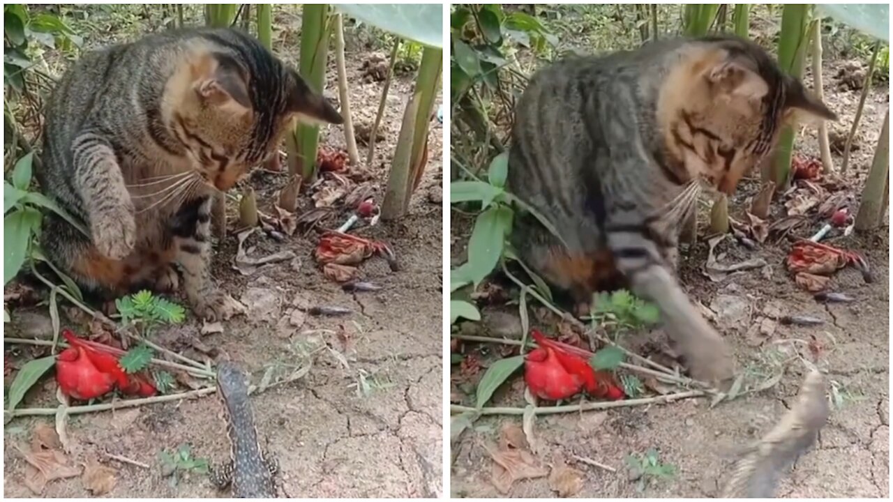 Biawak Pun Tak Tabok Sama Kucing