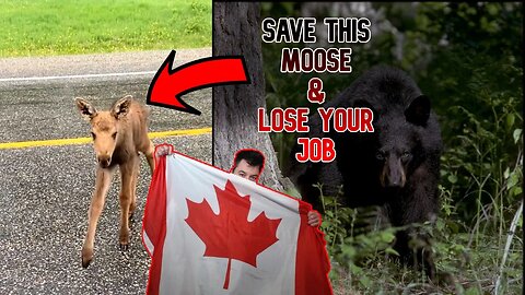 Canadian Man Fired For Saving Moose From Black Bear