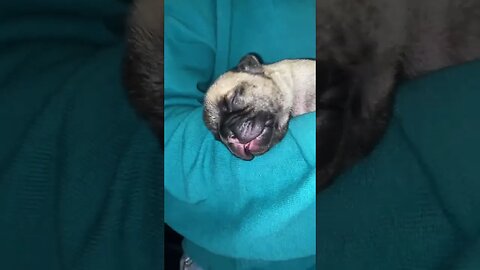 Fawn - look at the beautiful black face #subscribe #frenchbulldog #fyp