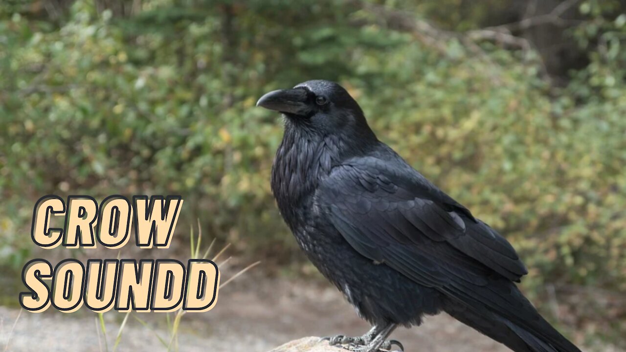 Pet Crow Call Sound Effect Loud Video By Kingdom Of Awais