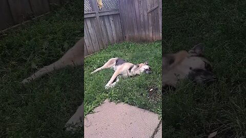 Maple Found A Stick