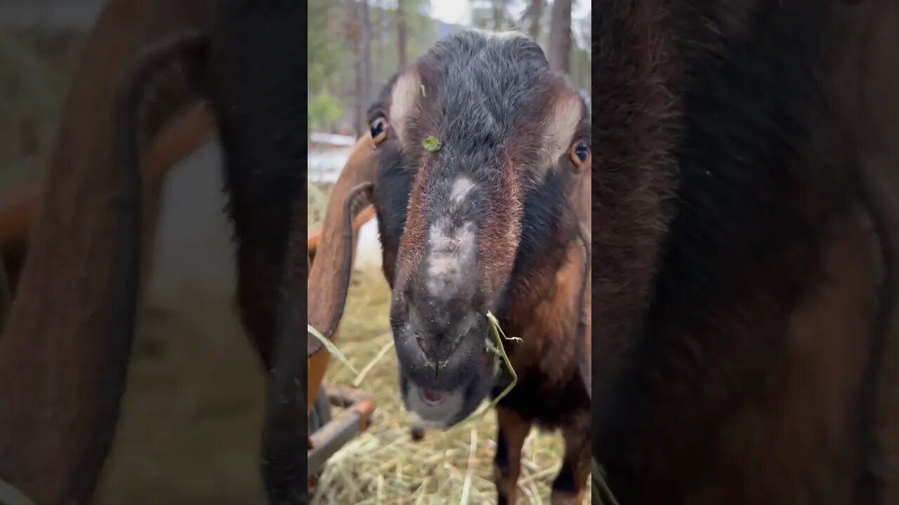 Cinnamon our Nubian goat #legacyhillcaprines #nubiangoats #montana #homesteadinginmontana