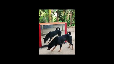 funny animal videos