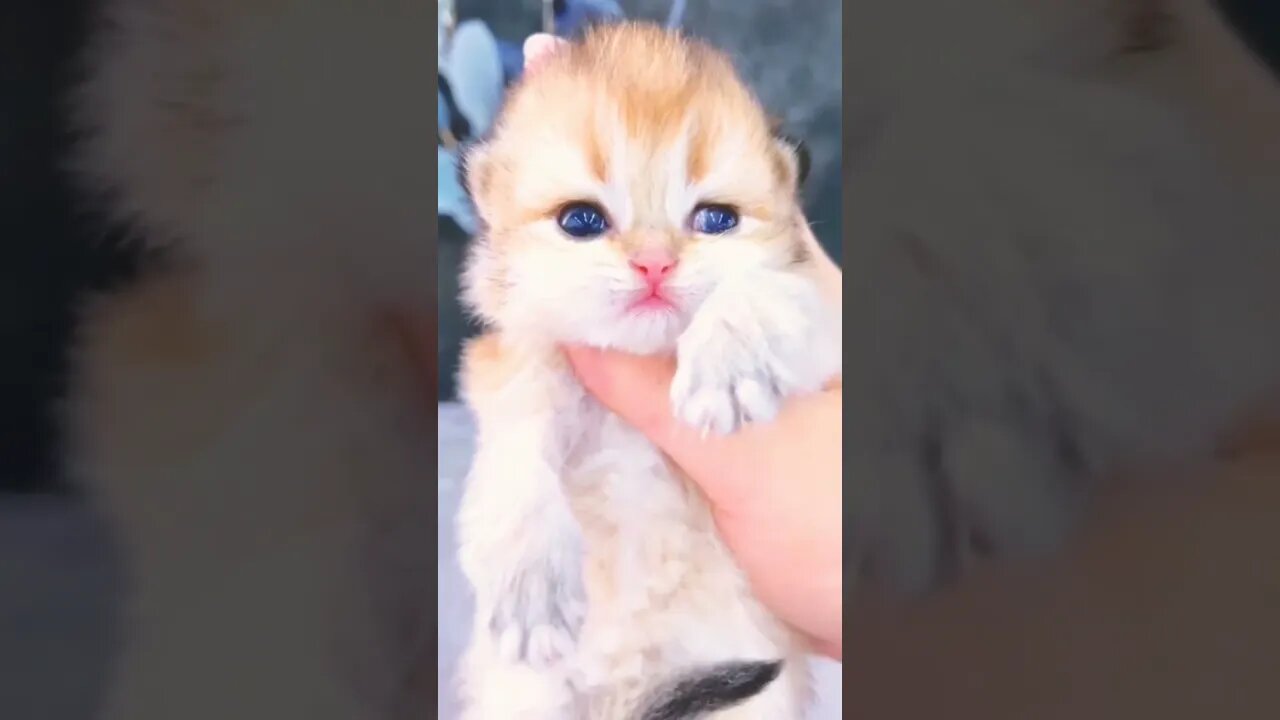 Cute baby cat mew #shorts #animals #cat