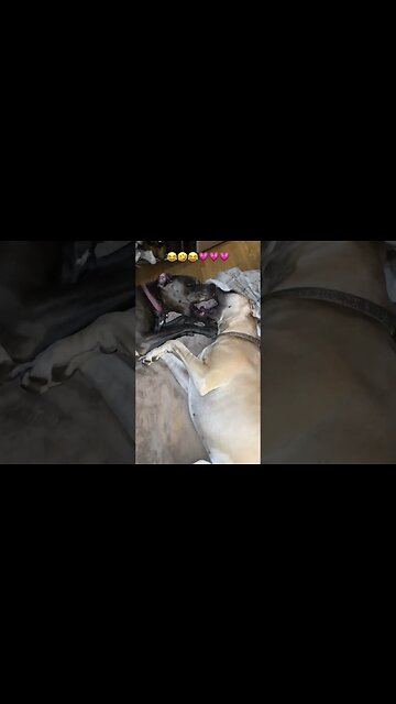 These two goofballs!😂🚨 #happy #dog #like #parrot #love #subscribe #fun #puppy #shortsvideo