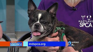 MDSPCA - Sparky and Rosebud