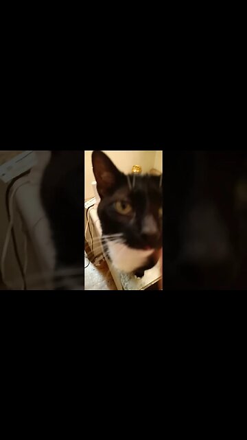 sink kitty 3 #kittycat #shortsfeed #shortsvideo #youtubeshorts #cat #catvideos