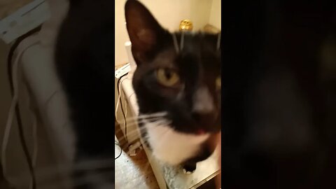 sink kitty 3 #kittycat #shortsfeed #shortsvideo #youtubeshorts #cat #catvideos