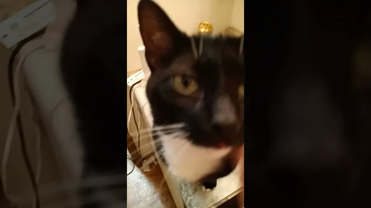 sink kitty 3 #kittycat #shortsfeed #shortsvideo #youtubeshorts #cat #catvideos