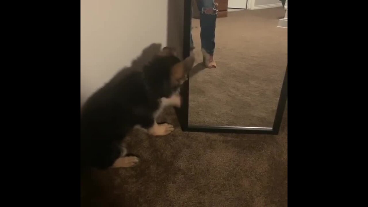 German Shepherd puppy discovers reflection in mirror