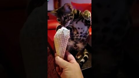 Funniest Cat Videos That Will Make You Laugh Funny Cats And Kittens #08