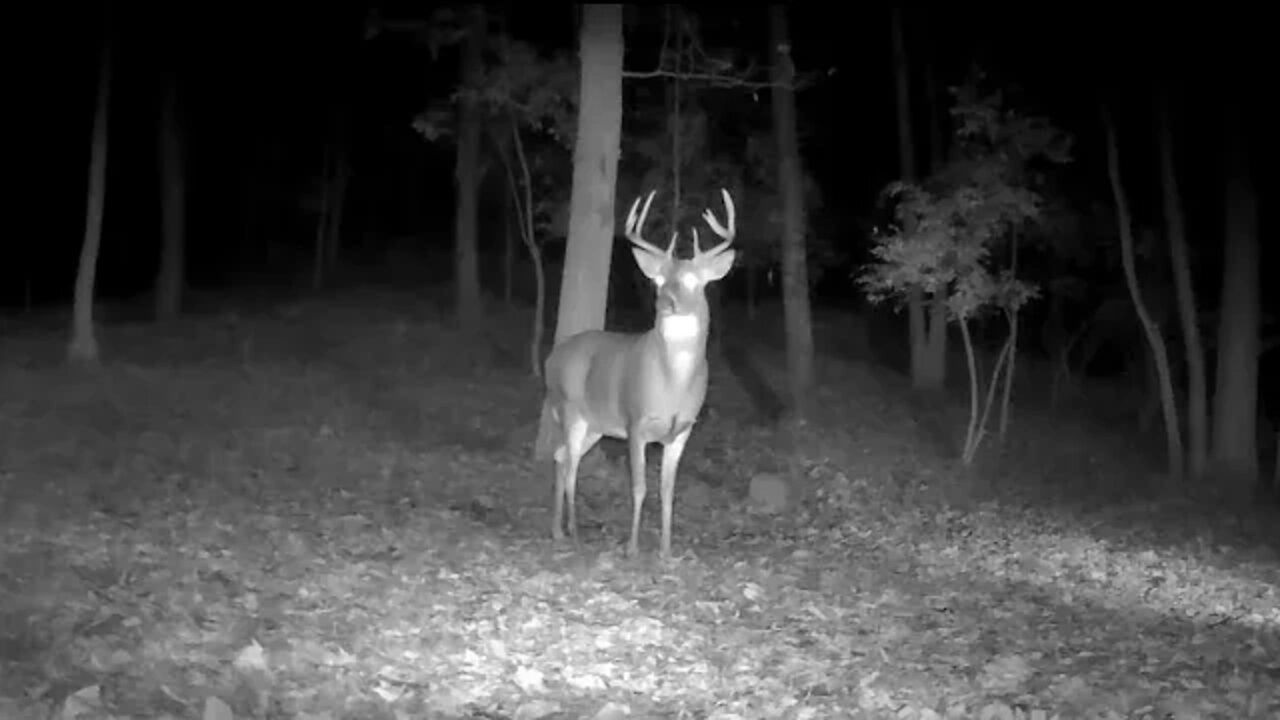 This is the biggest buck ive seen this year